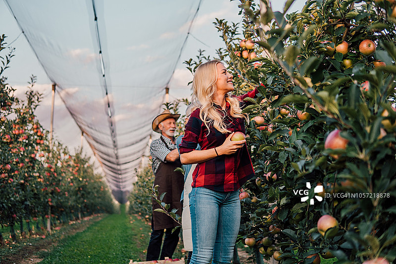 父女一起摘苹果图片素材