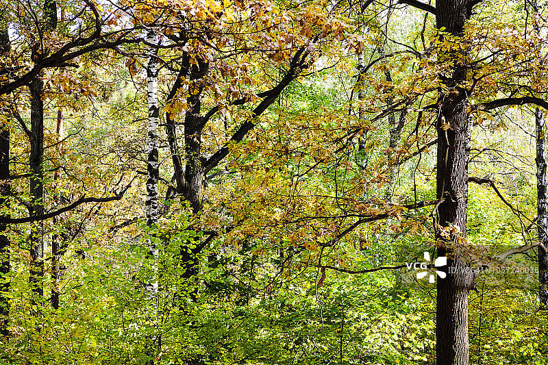 秋季森林中的松树、桦树和橡树图片素材