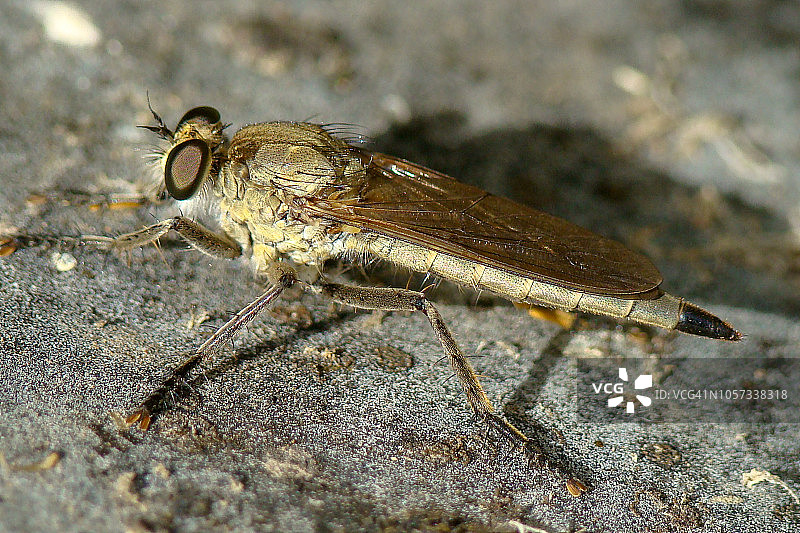 沙丘食虫虻(Philonicus albiceps)图片素材