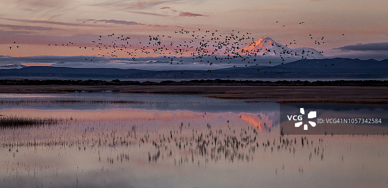 沙斯塔山与鸟群图片素材
