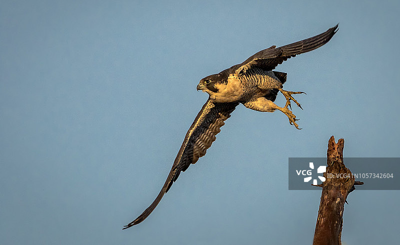清晨的馈赠图片素材