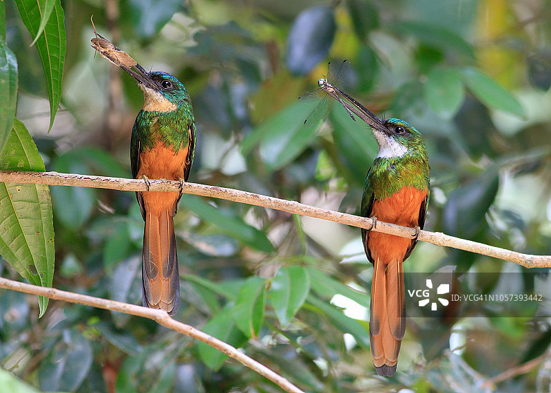 一对捕获昆虫的棕尾叫鸭图片素材