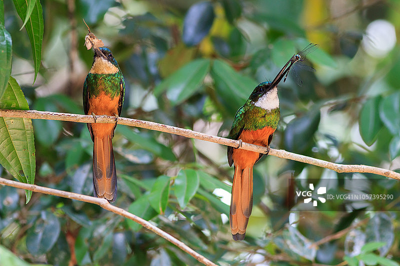 一对捕获昆虫的棕尾叫鸭图片素材