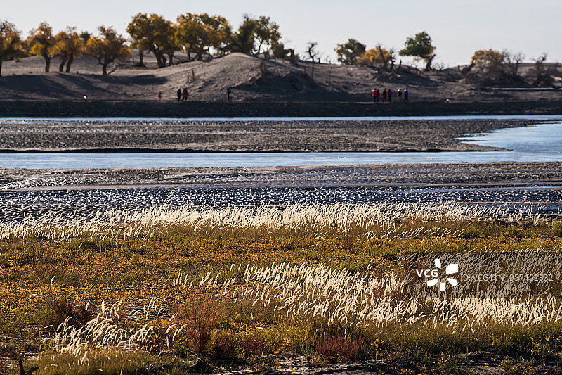 黑水河与胡杨林图片素材