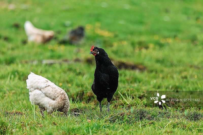在有机农场自由觅食的黑白鸡图片素材