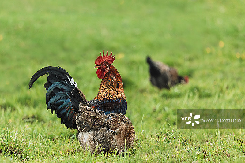 有机农场散养觅食的鸡图片素材