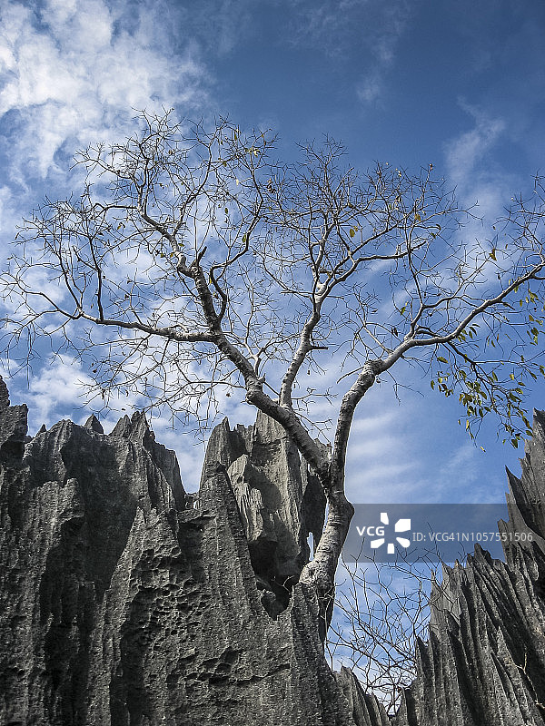 青贝马拉哈国家公园的树木和岩石地貌图片素材