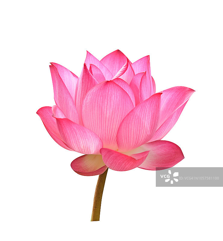 白色背景上的美丽粉色荷花图片素材