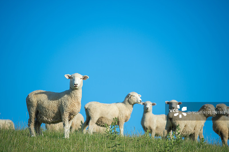 新西兰绿色草甸上的羊群图片素材