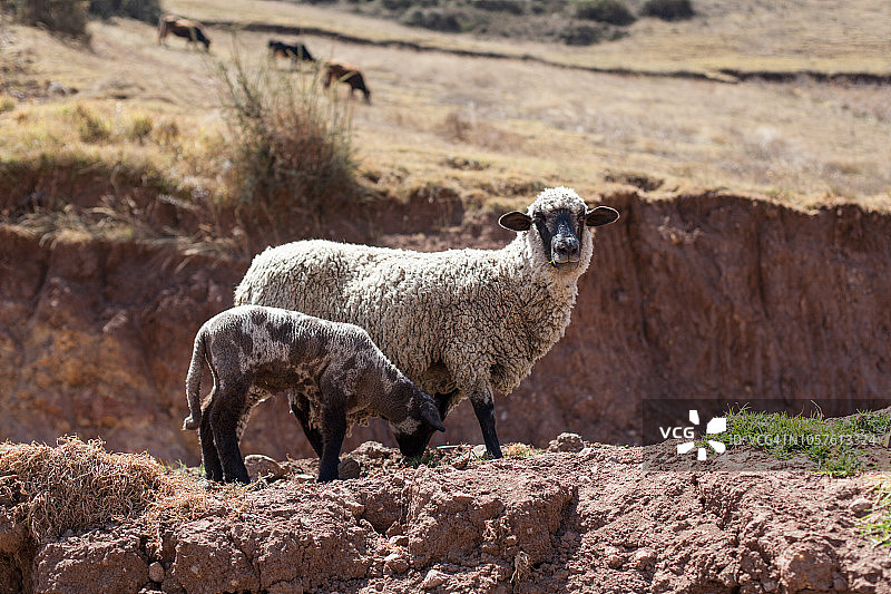 帕库查湖农场动物，安达瓦拉斯图片素材