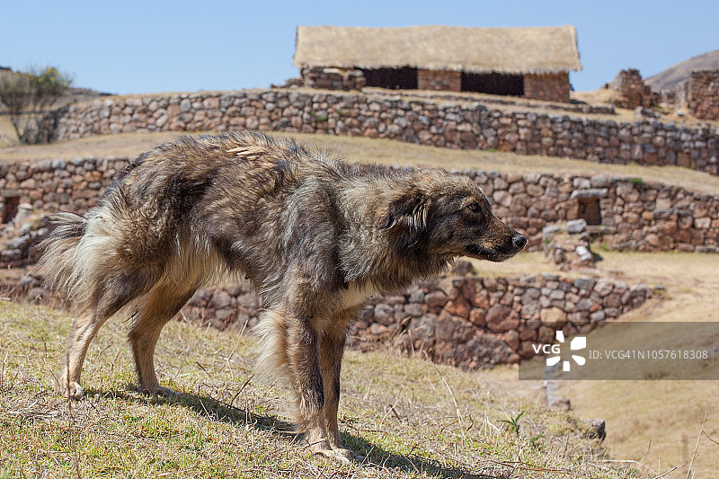 秘鲁的狗与考古遗址图片素材