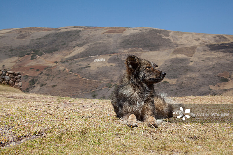 安达瓦伊拉斯的狗狗肖像图片素材