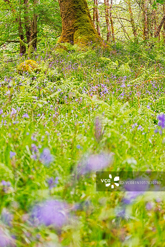 苏格兰马尔岛的风信子图片素材