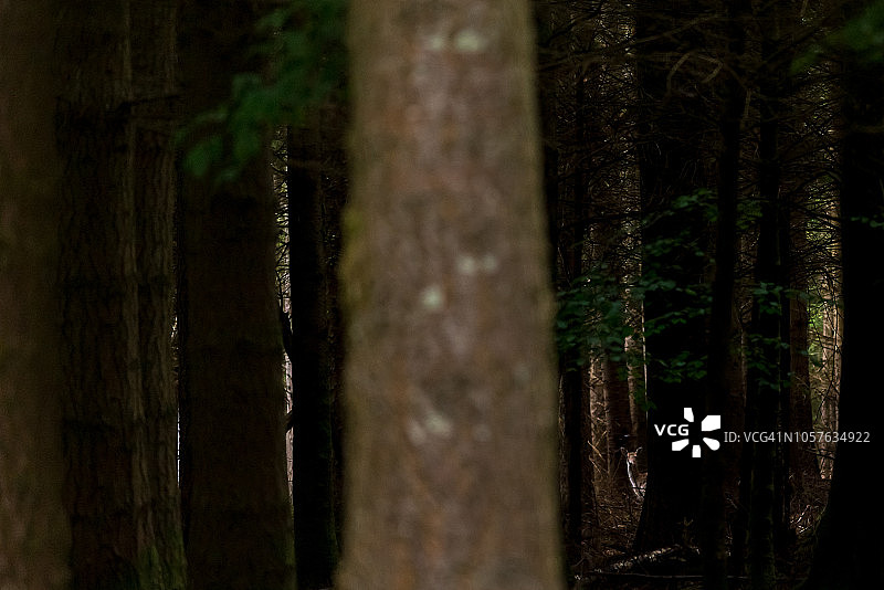 苏格兰马尔岛松树林中的野生鹿图片素材