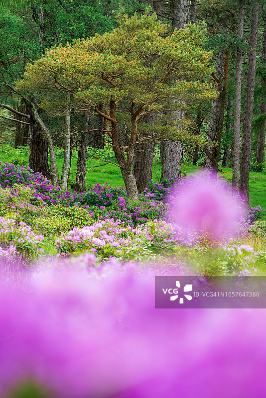 苏格兰马尔岛紫色花朵和松树散景图片素材