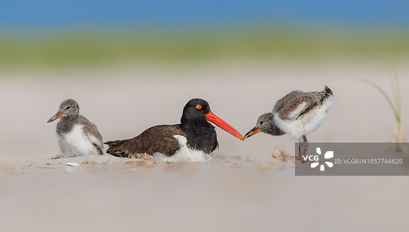 蛎鹬一家图片素材