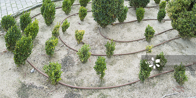 滴灌的小树篱图片素材