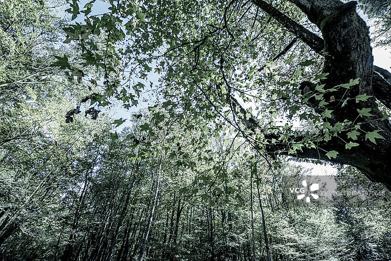 美国大雾山国家公园图片素材