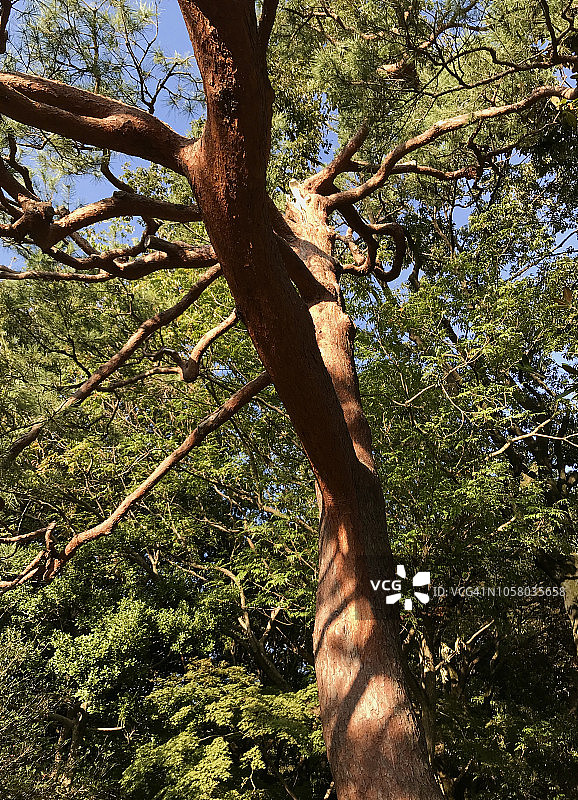 日本红松树图片素材