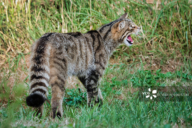 苏格兰野猫图片素材