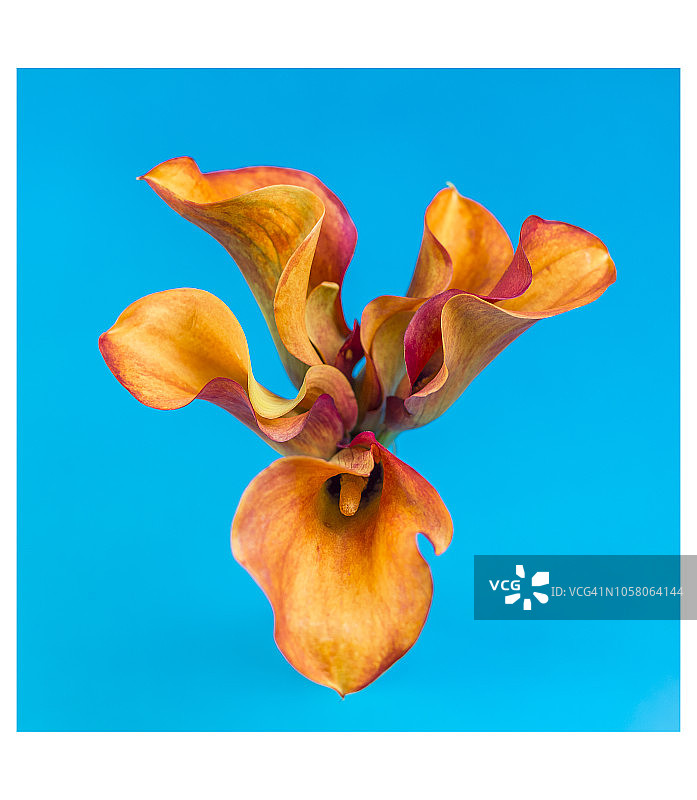 马蹄莲的概念性排列图片素材