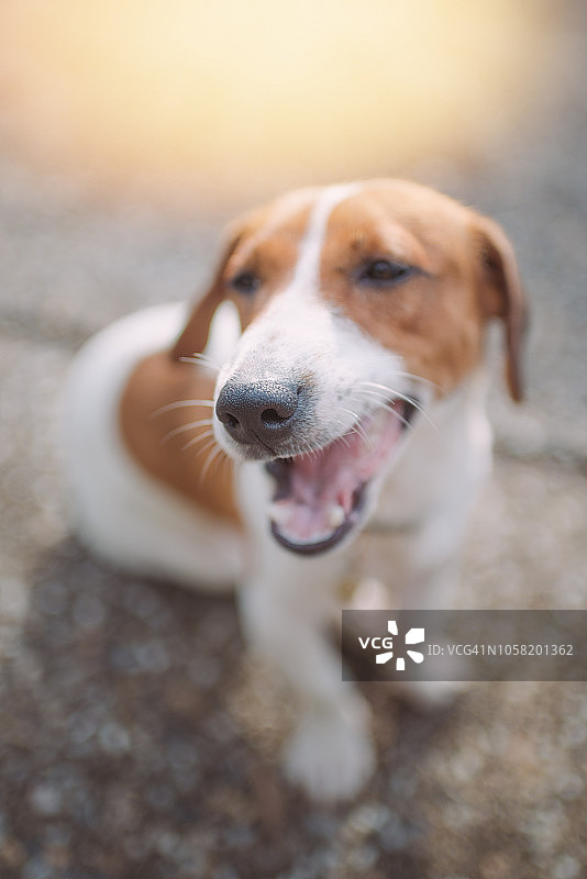 顽皮的杰克罗素梗狗在花园里玩耍图片素材