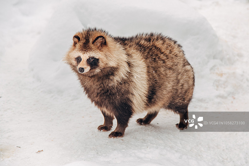 北海道滑雪场的浣熊特写图片素材