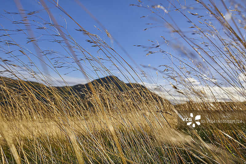 穿过高草地看到的亚瑟王座山顶，霍利鲁德公园，爱丁堡图片素材