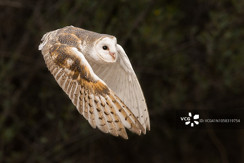东方仓鸮图片素材