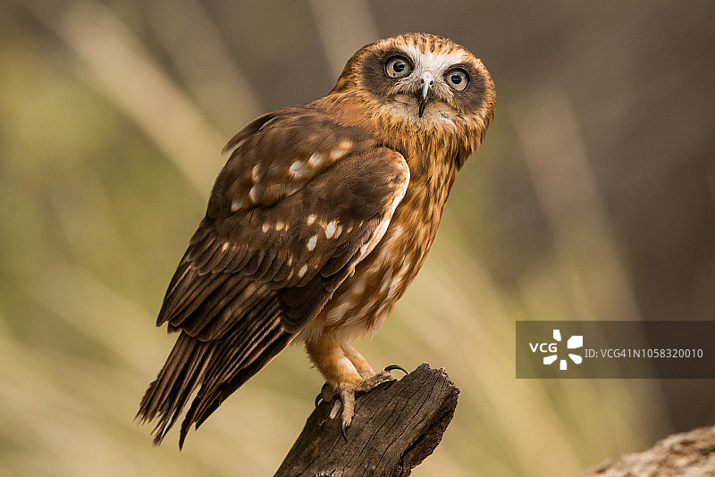 澳洲鹰鸮（Ninox boobook）图片素材