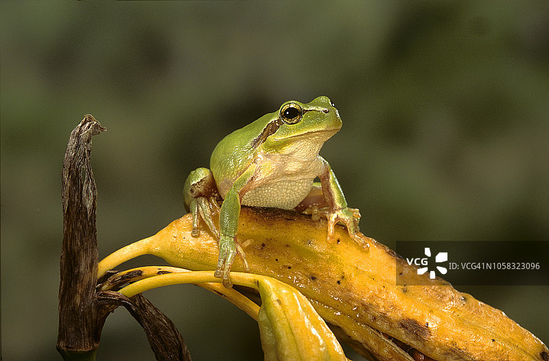 地中海树蛙图片素材