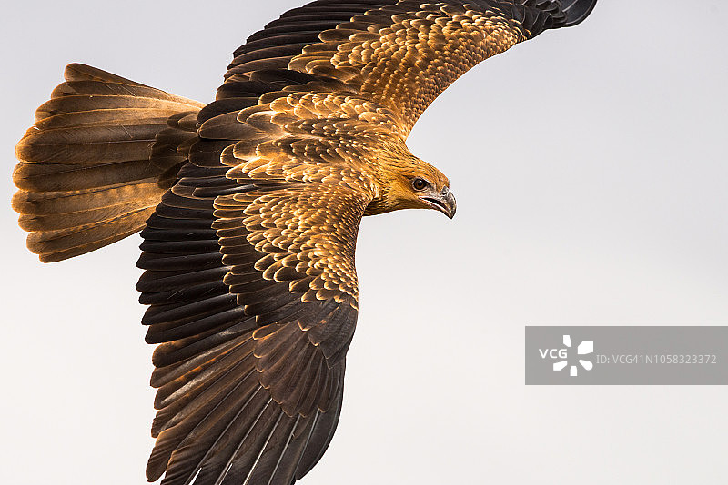 飞行中的啸栗鸢图片素材