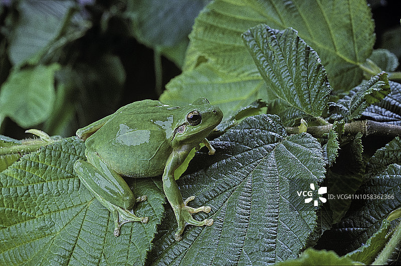 地中海树蛙图片素材