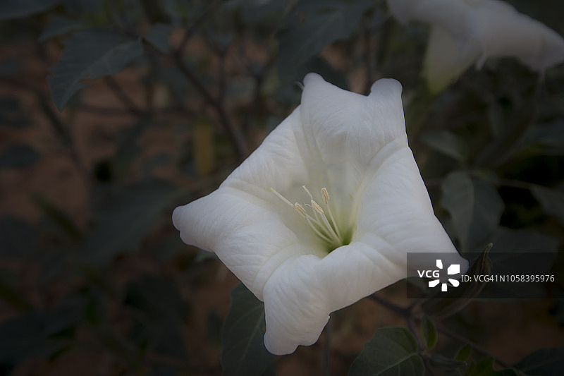 曼陀罗花图片素材