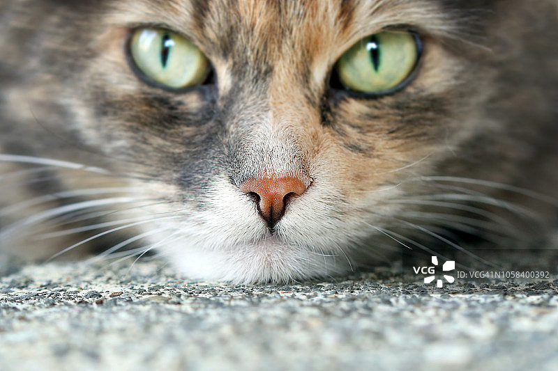 长毛虎斑猫特写图片素材