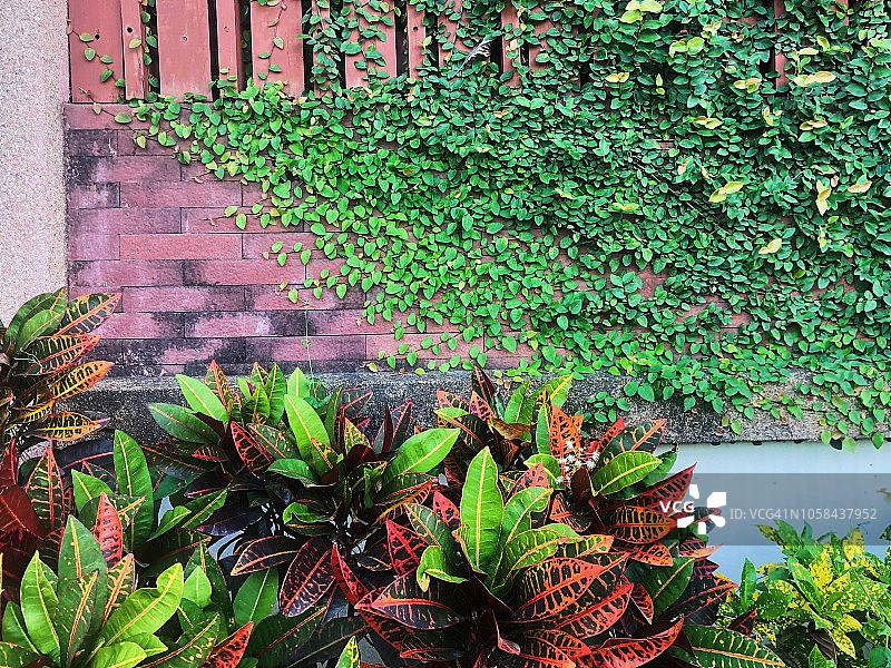 墙上的薜荔图片素材