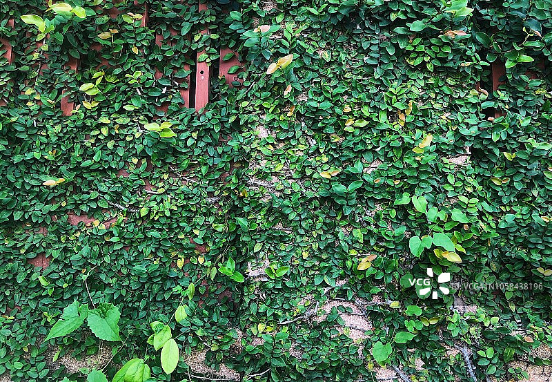 墙上的薜荔图片素材