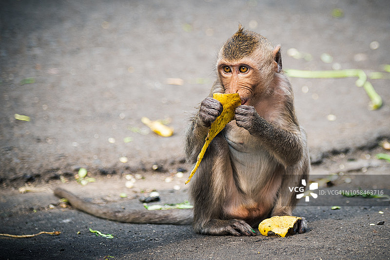 猴子在泰国洛布里街头吃东西图片素材