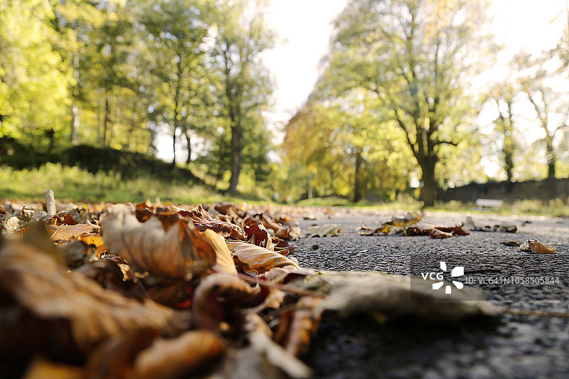都柏林凤凰公园秋季路面落叶图片素材