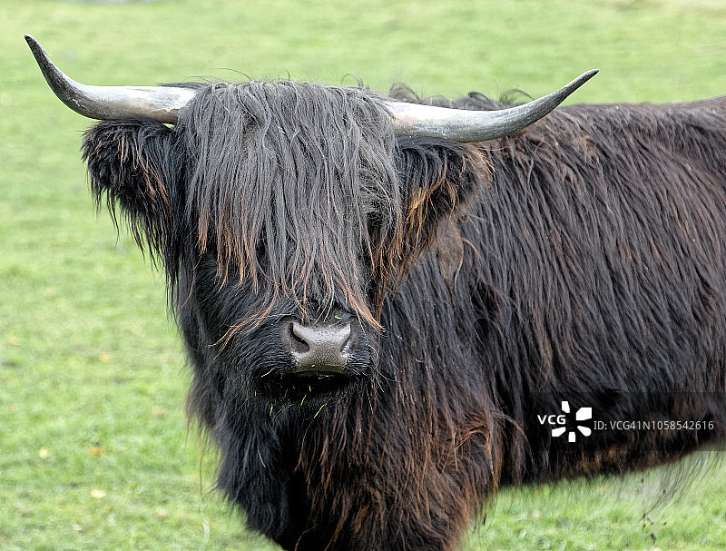 眺望远方的高地牛图片素材