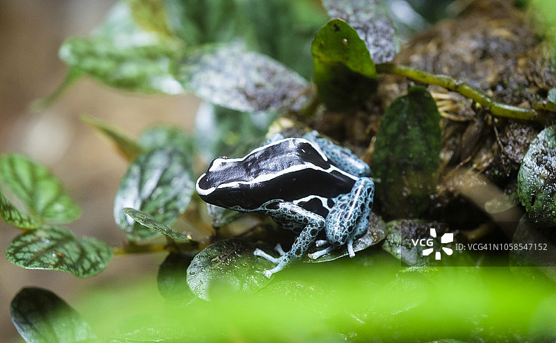 染色箭毒蛙的微距照片图片素材