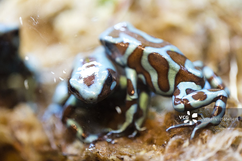 绿黑色毒镖蛙微距照片图片素材