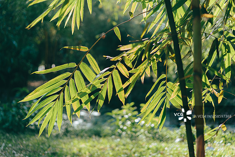绿色竹叶图片素材