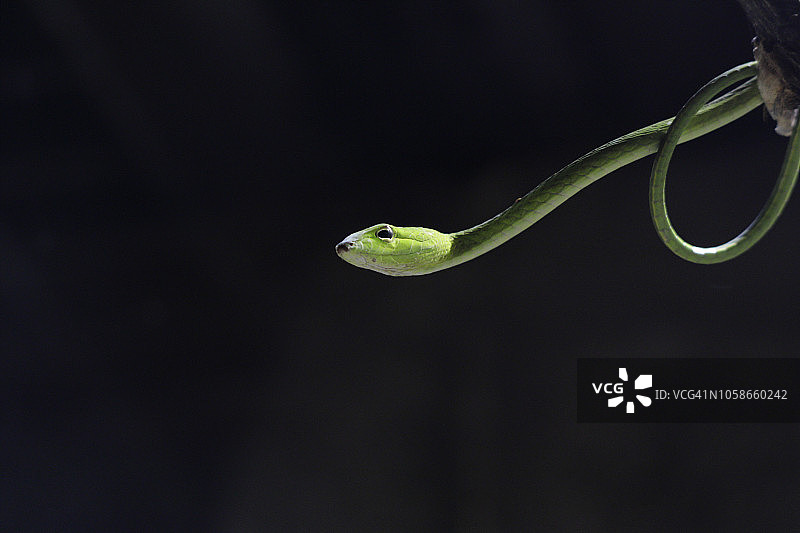 绿藤蛇图片素材