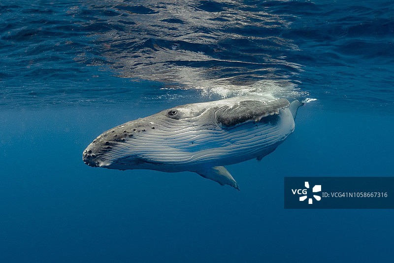 好奇的座头鲸幼崽图片素材
