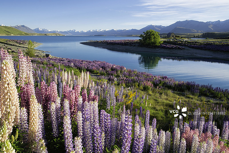 特卡波湖的鲁冰花图片素材