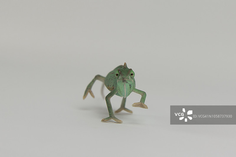 小变色龙图片素材