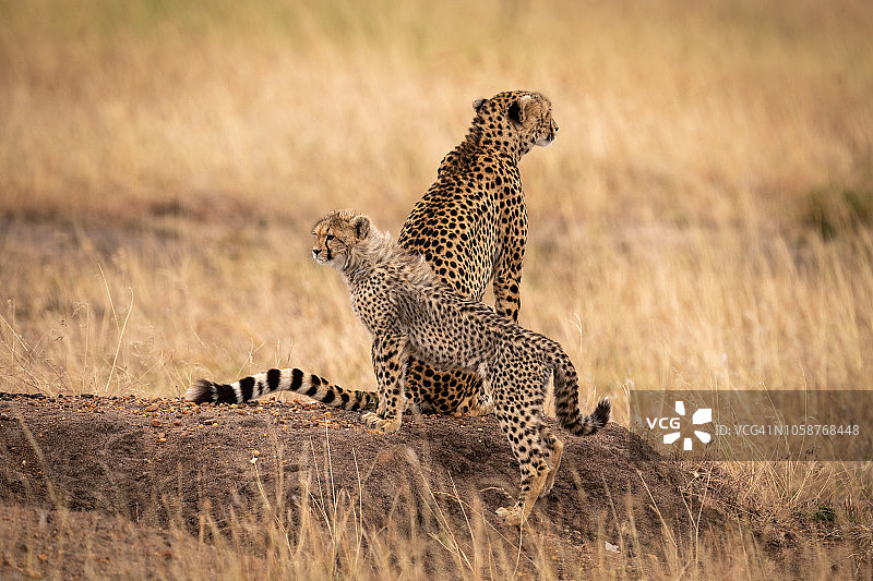 猎豹坐在土堆上，幼崽在旁边图片素材