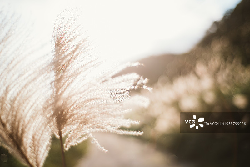 秋天满是芒草的美丽山谷——金瓜石，中国台湾图片素材