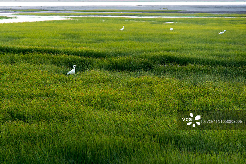 中国台湾台中市高美湿地的金色日落图片素材